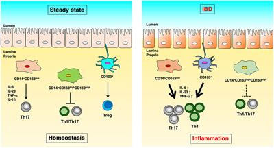 Immunoregulation by antigen-presenting cells in human intestinal lamina propria